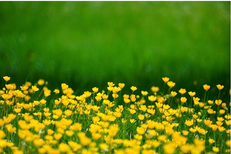 yellow and green scenery