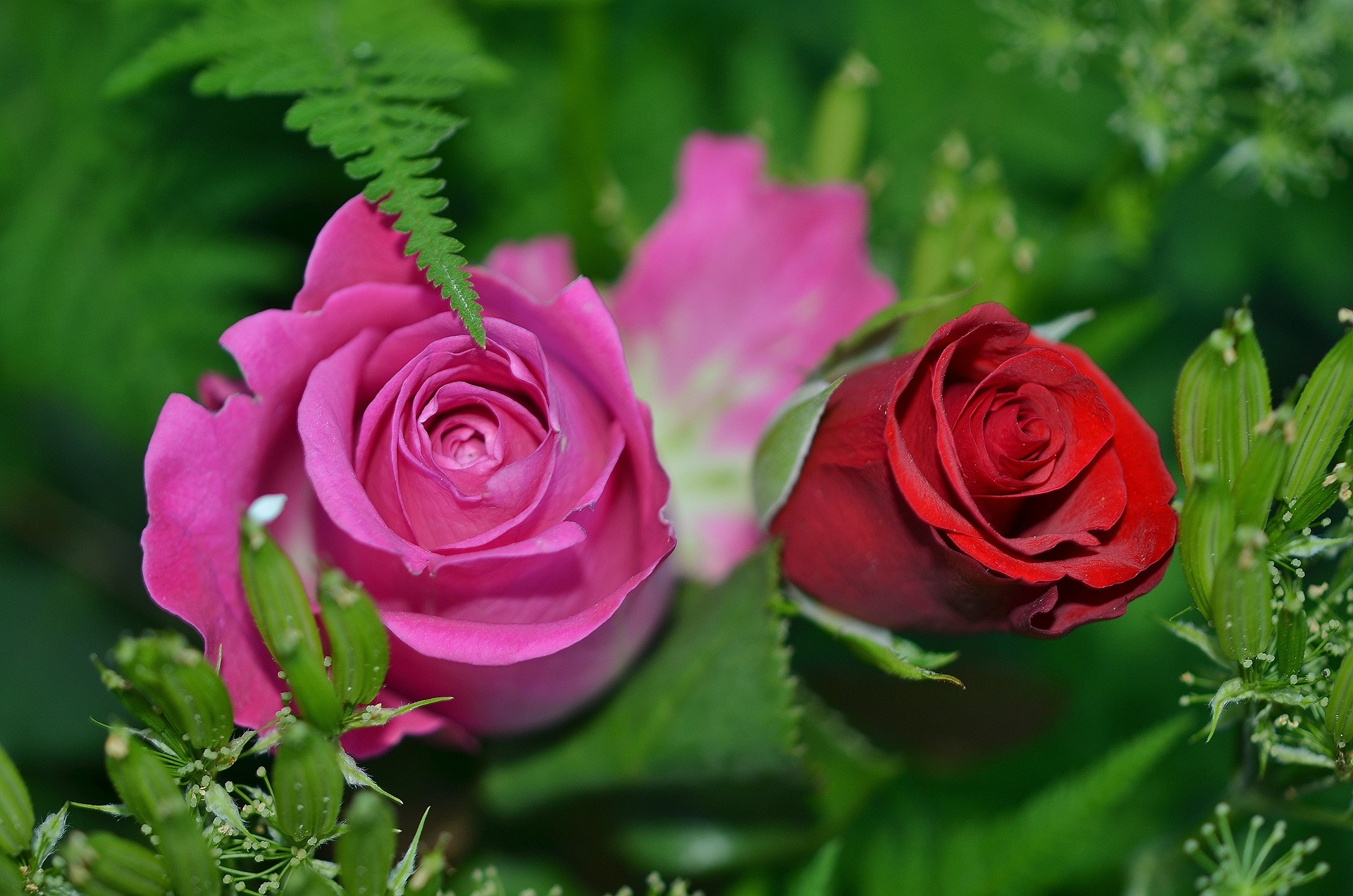 red and pink roses