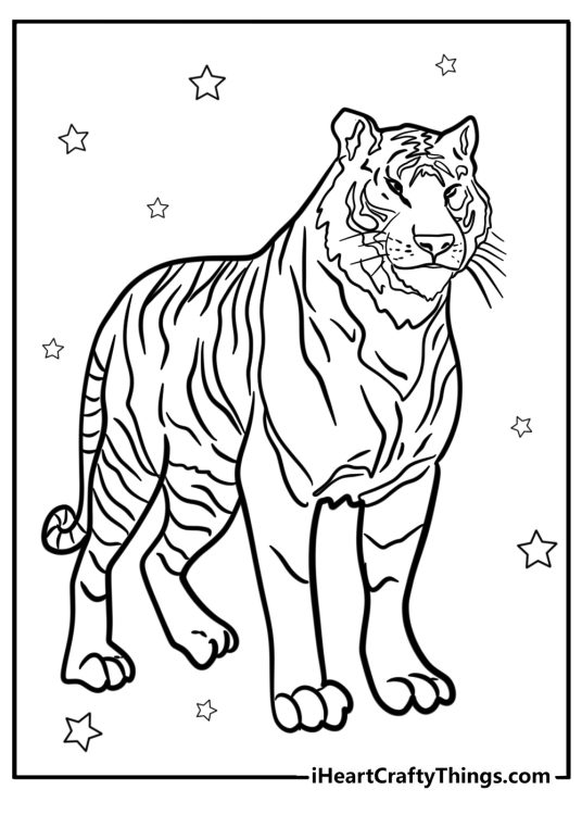Coloring picture for kids presenting a tall adult tiger with stars in the backround