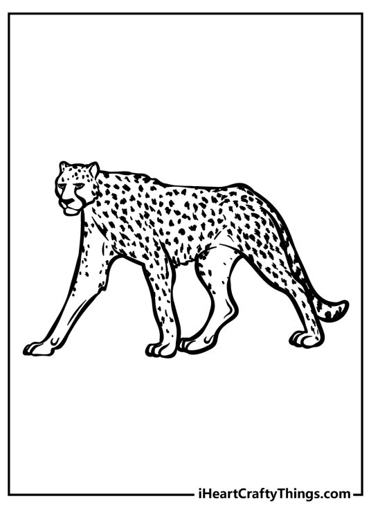 25 Cheetah Coloring Pages (100% Free Printables)
