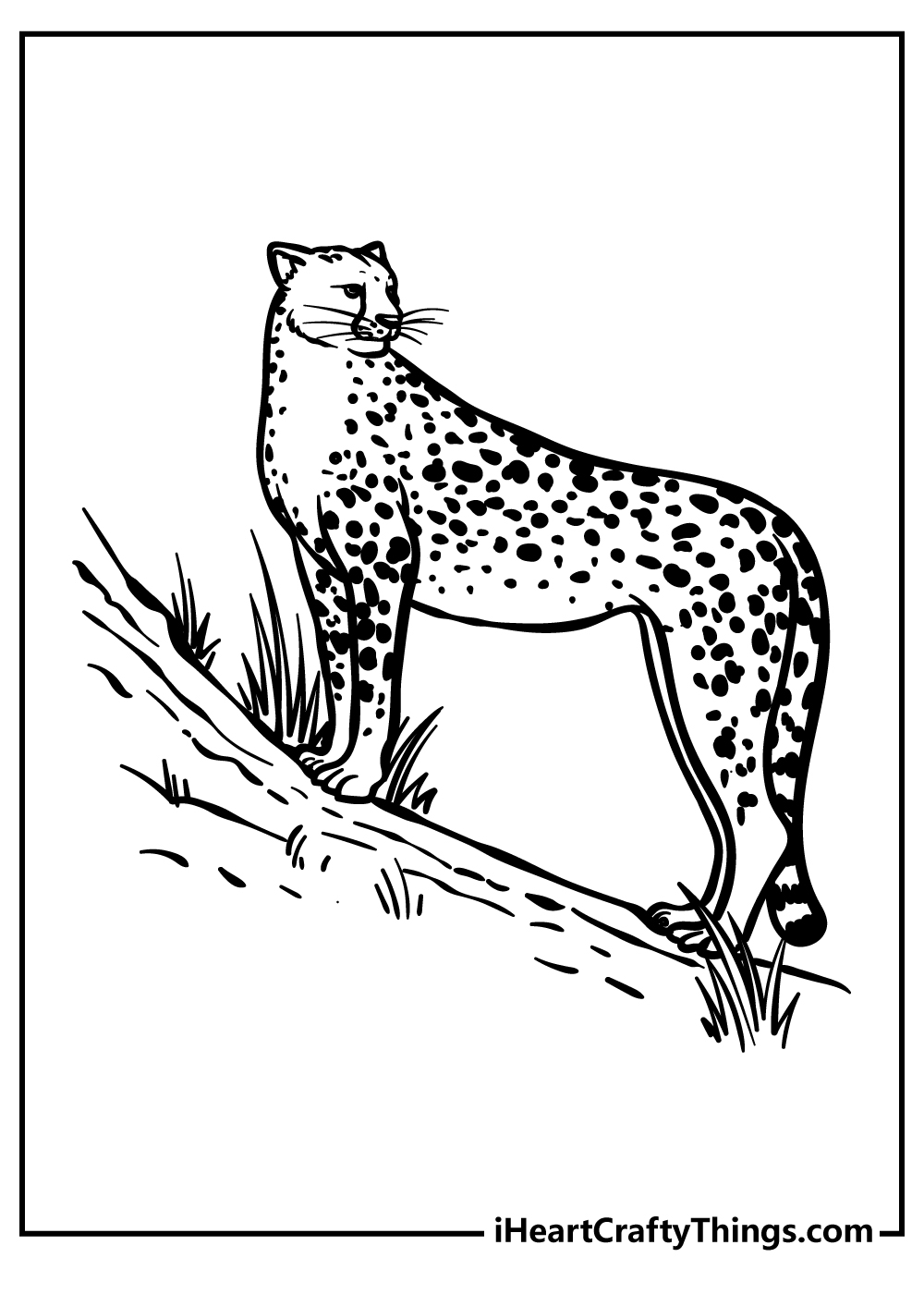 full size cheetah drawing