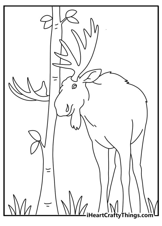 A moose rubs its antlers against a young sapling in this natural coloring page