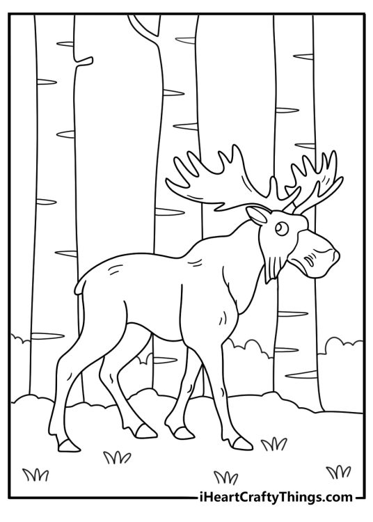 A moose walks between tall aspen trunks in this forest coloring page