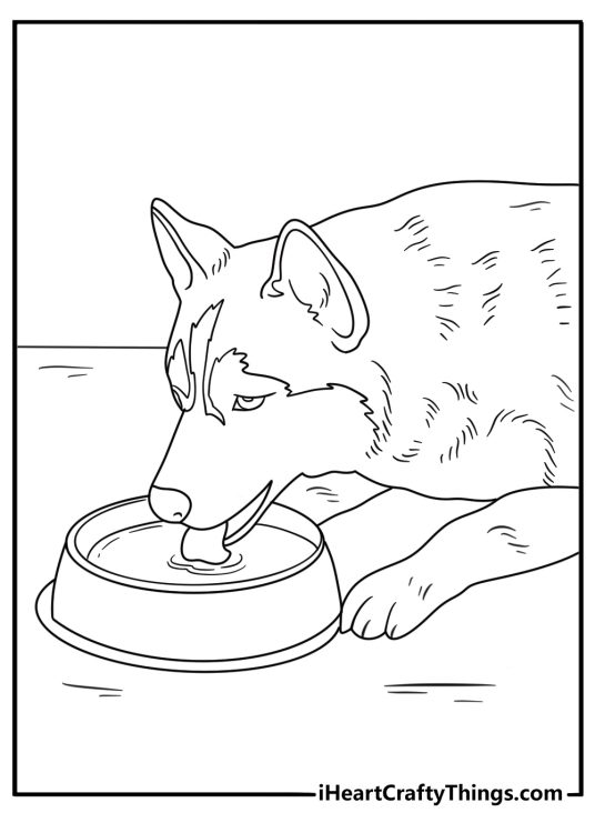 A sled dog drinks from a water bowl near a cabin door