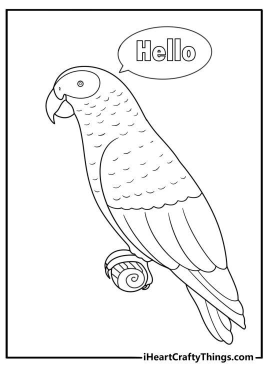 African grey parrot coloring page with speech bubble hello printable