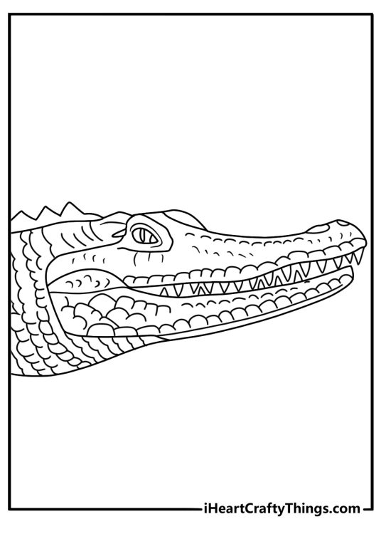 Alligator face coloring page with broad snout eyes and textured scales