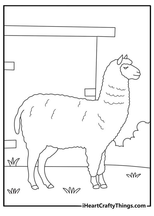Alpaca with thick fleece near shed printable coloring page pdf