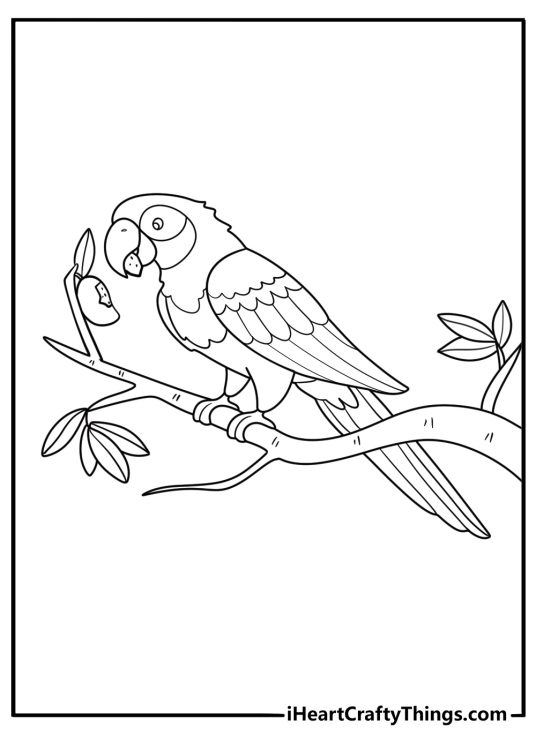 Amazon parrot coloring sheet eating a mango slice download pdf