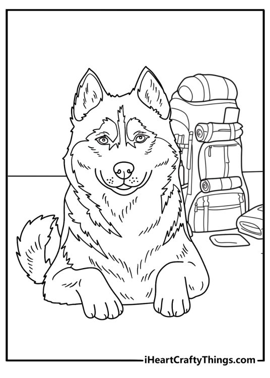 An adult husky guards a backpack in this easy coloring page