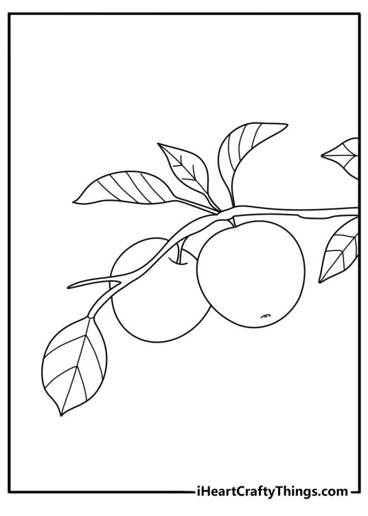 Apple tree branch with growing apples fruit coloring printable