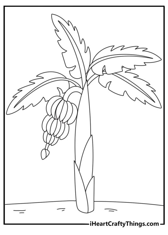 Banana bunch hanging from stem easy fruit coloring sheet
