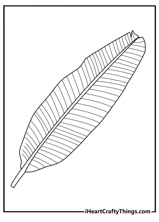 Banana leaf coloring page with long tropical leaves and clear veins