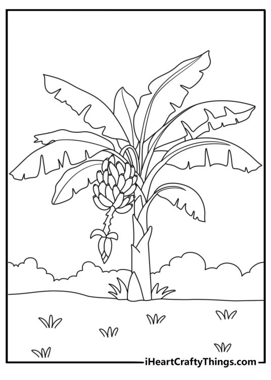 Banana tree coloring page with large leaves and fruit growing in clusters