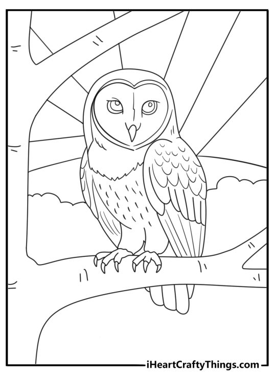 Barn owl perched on beam at dusk advanced coloring page for adults