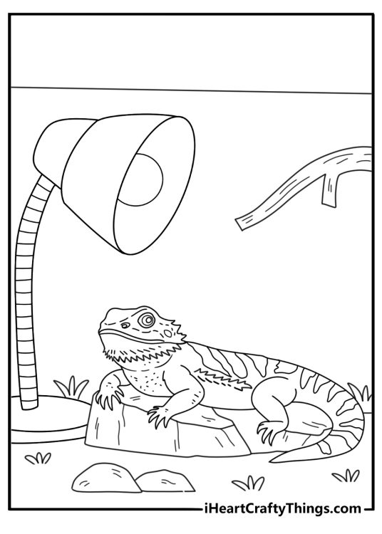 Bearded dragon under heat lamp terrarium coloring sheet