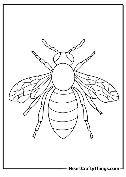 Bee coloring pages for adults with detailed wings over a hexagon pattern