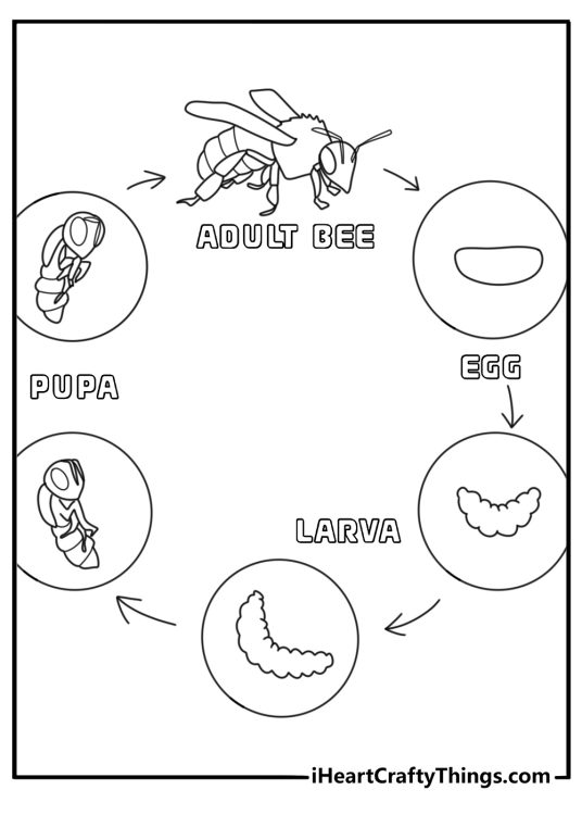 Bee life cycle coloring page with egg larva pupa and adult bee