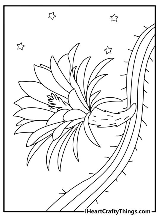 Blooming cactus at night with large open flower detailed cactus coloring pages for adults