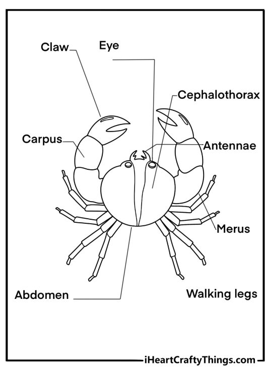 Blue crab anatomy outline labeled parts educational coloring sheet