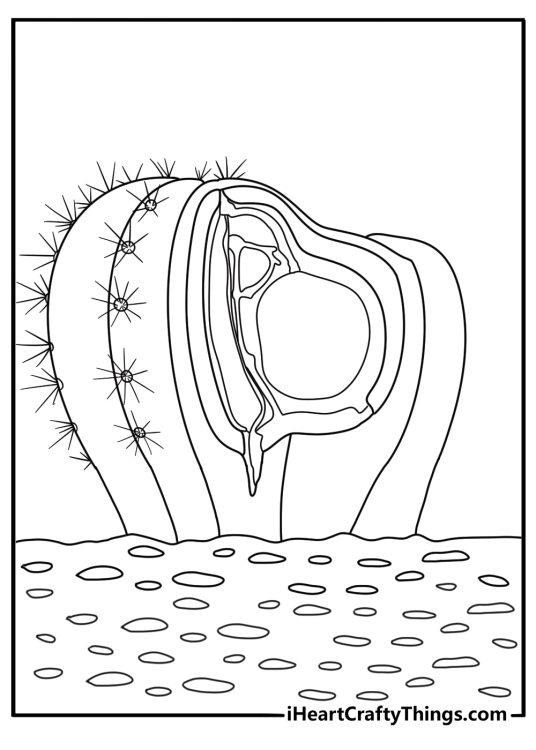 Cactus cross section showing inside layers educational coloring sheet