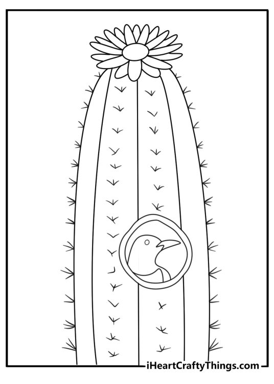 Cactus with bird nest on top cactus wren coloring page printable