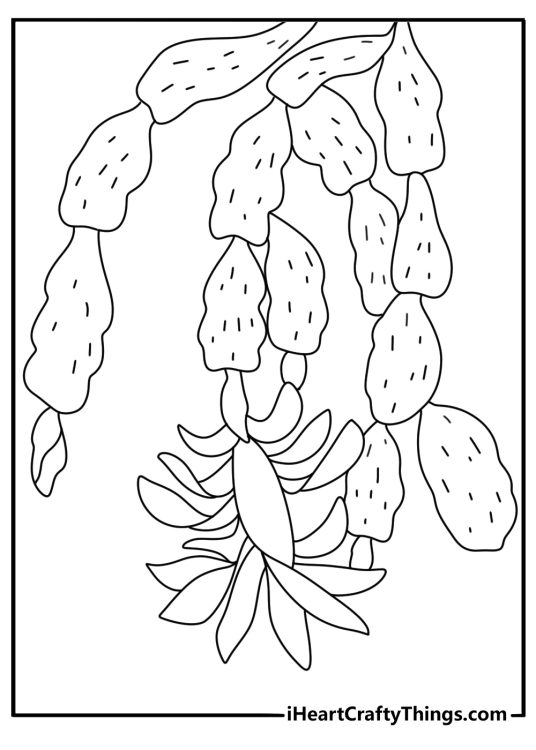 Christmas cactus with hanging stems and blooms cactus flower coloring page