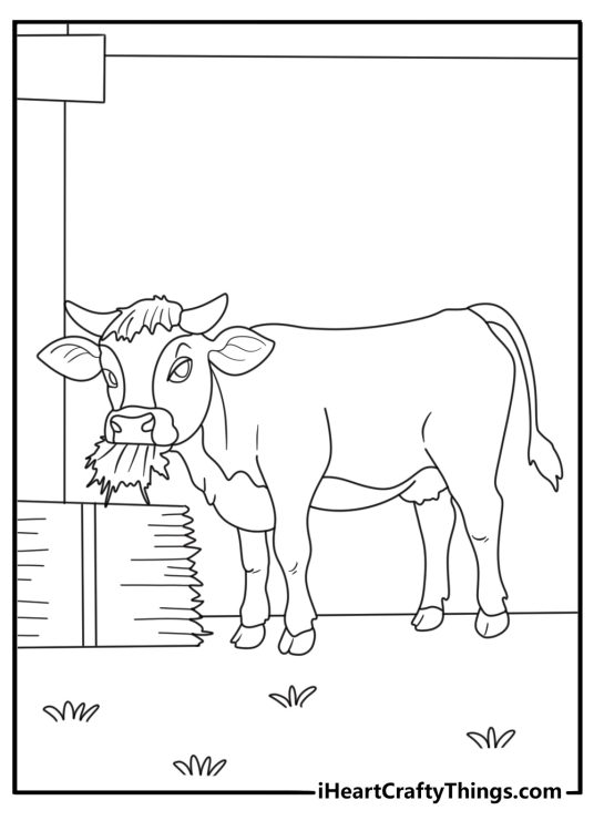Dairy cow in stall eating hay printable coloring page