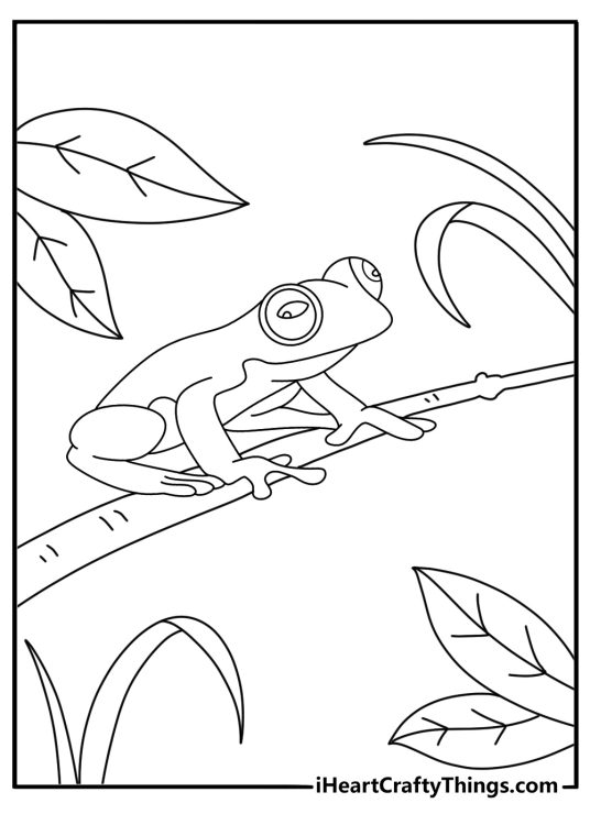 Detailed frog coloring page with a glass frog on a rainforest branch
