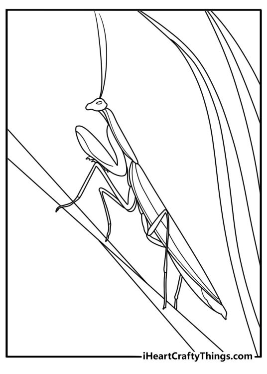 20 Free Insect Coloring Pages (Printable PDF Sheets)
