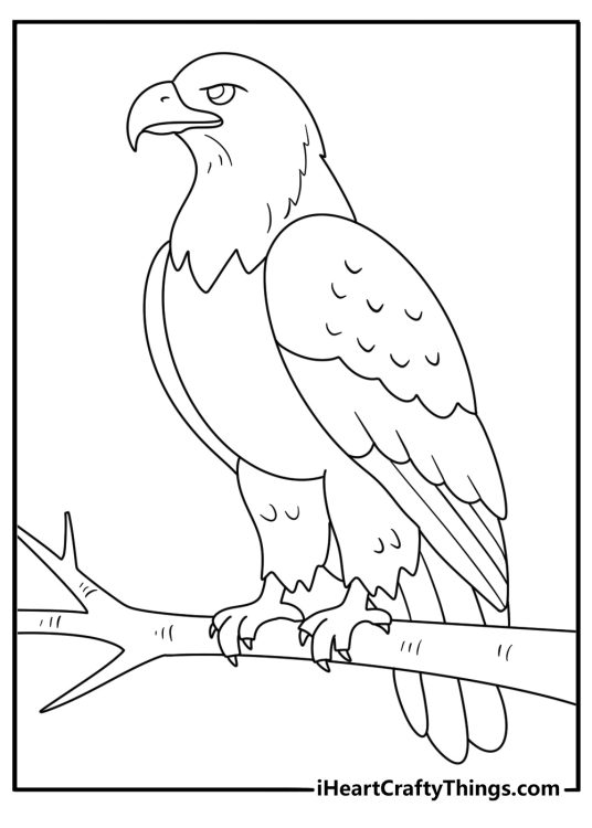 Easy bald eagle coloring page with a young eagle on a branch