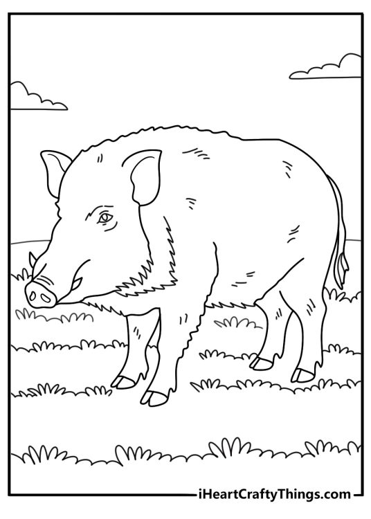 Forest animals coloring image presenting furry wild boar standing on a grassy terrain