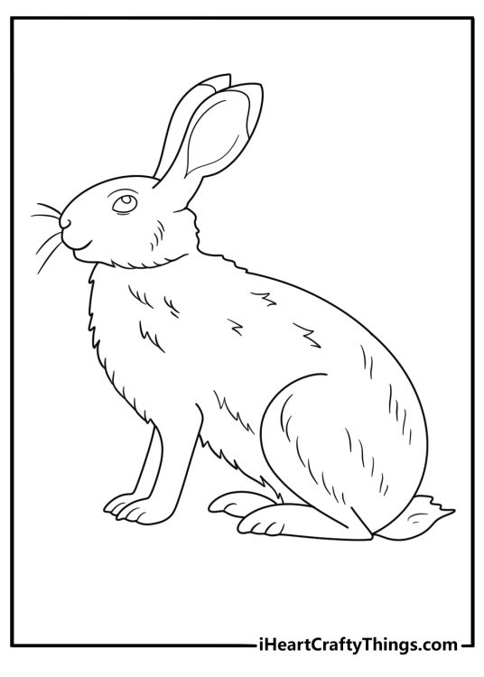 Forest animals coloring picture presenting adorable realistic bunny with blank background