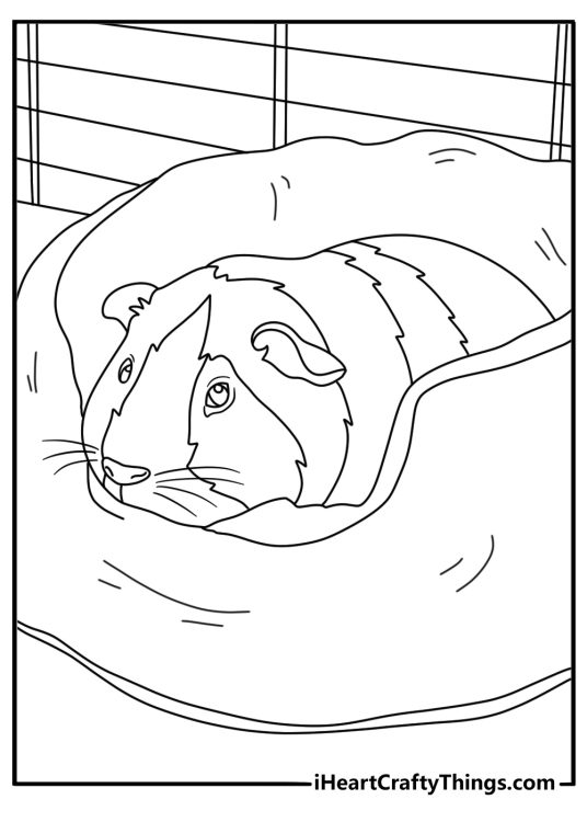 Free Guinea Pig coloring page featuring a pet inside a soft cuddle cup