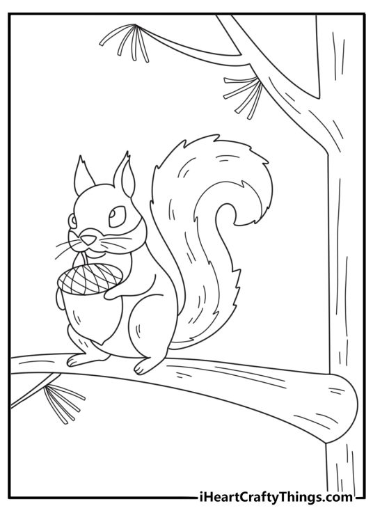 Free printable squirrel coloring pages with a red squirrel on a pine branch