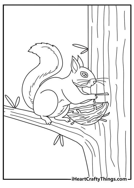 Free squirrel coloring pages with a squirrel nesting in a leafy drey