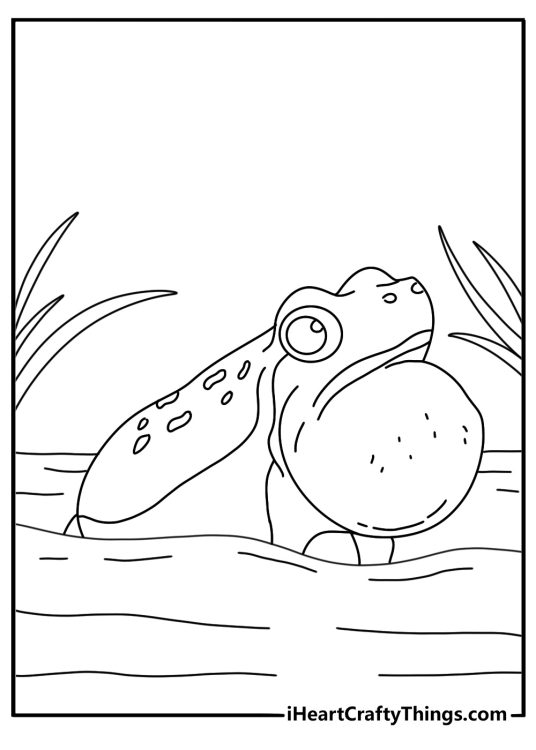 Frog coloring page for kids with a frog croaking beside pond grass