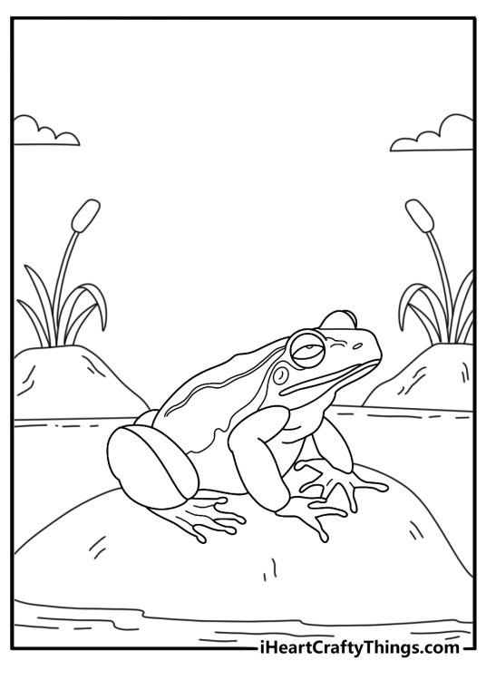 Frog coloring page with a frog resting beside cattails and smooth stones