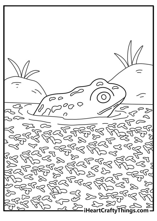 Frog coloring pages for kids with a frog near floating duckweed