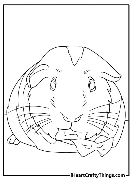 Guinea Pig coloring page for kids showing a pet near a lettuce leaf
