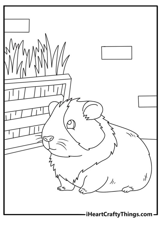 Guinea Pig coloring page showing a pet beside a wooden hay rack