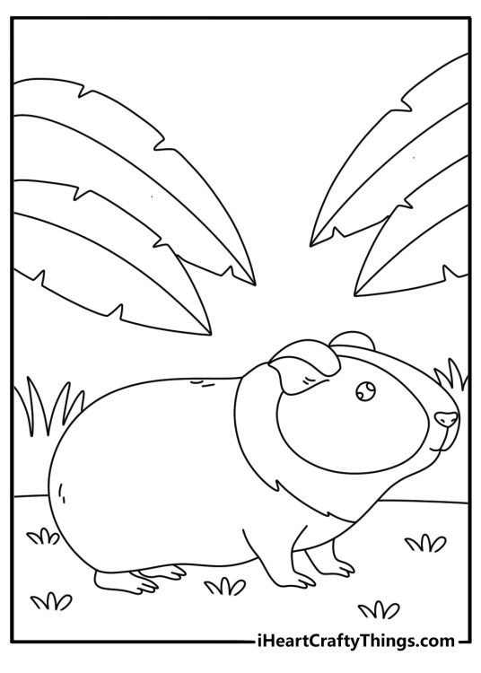 Guinea pigs coloring pages