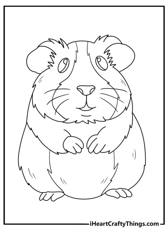 Guinea pigs coloring picture presenting incredibly fluffy guinea pig with clear background