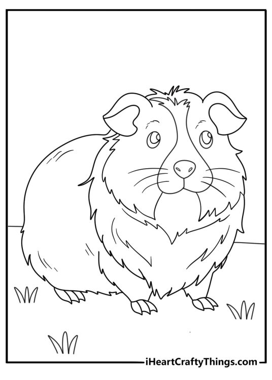 Guinea pigs themed coloring picture featuring a super fluffy and hairy guinea pig