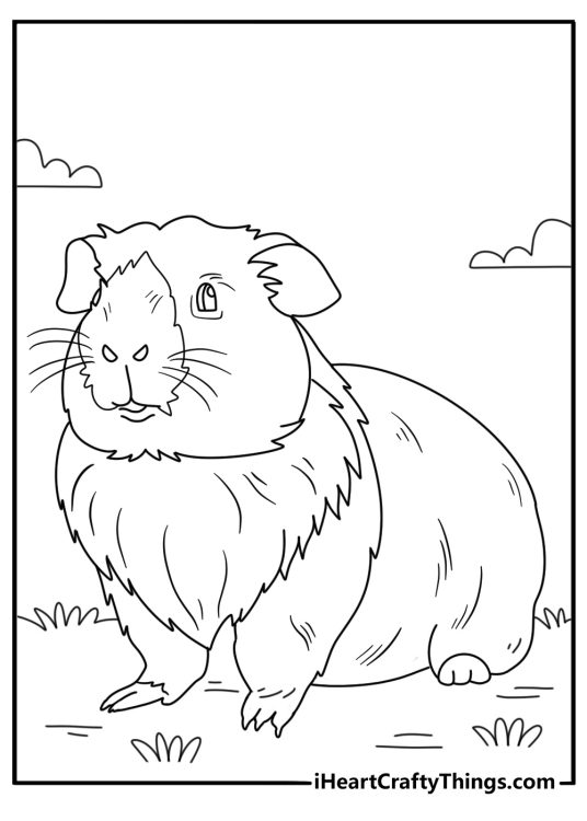 Guinea pigs themed picture featuring guinea pig with a lot of pattern details on its body and fur