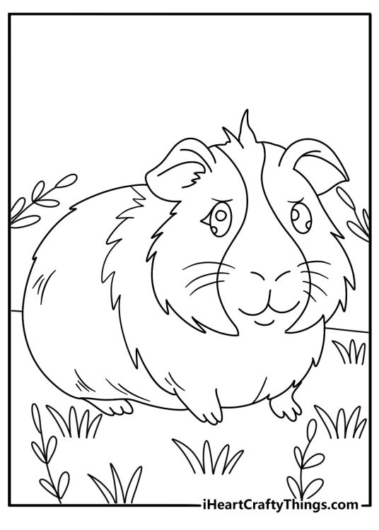 Guinea pigs themed picture to print and color featuring extra fluffy critter with serious facial expression