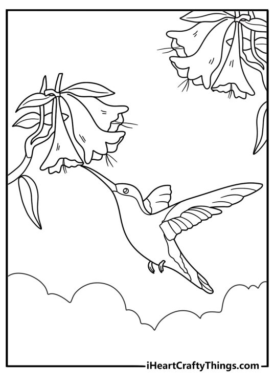 Hummingbird sipping nectar from flower detailed bird coloring page for adults printable pdf