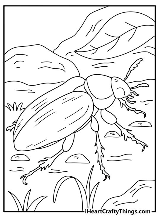 Insect coloring page showing beetle with hard shell crawling on forest floor