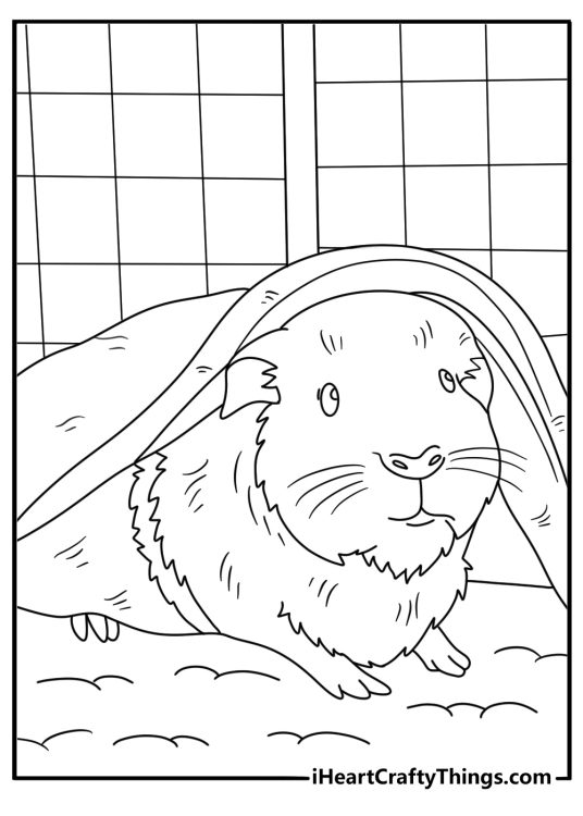 Kids can color a guinea pig hiding under a fleece blanket