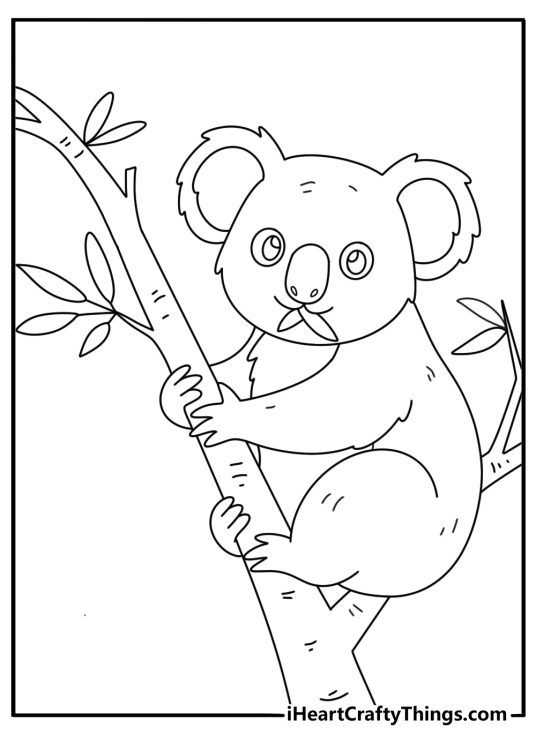 Koala coloring page with fluffy koala eating eucalyptus leaves in a forest