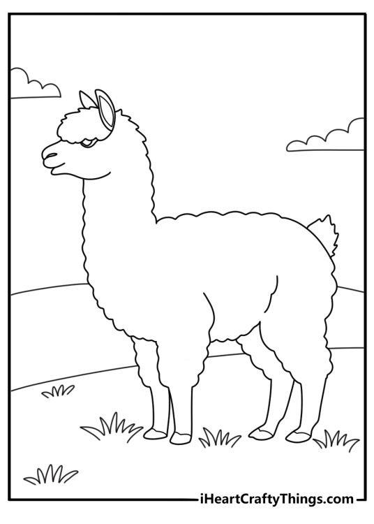 Llama chewing grass in pasture simple coloring sheet
